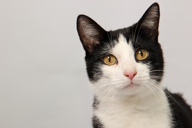 black market darknet