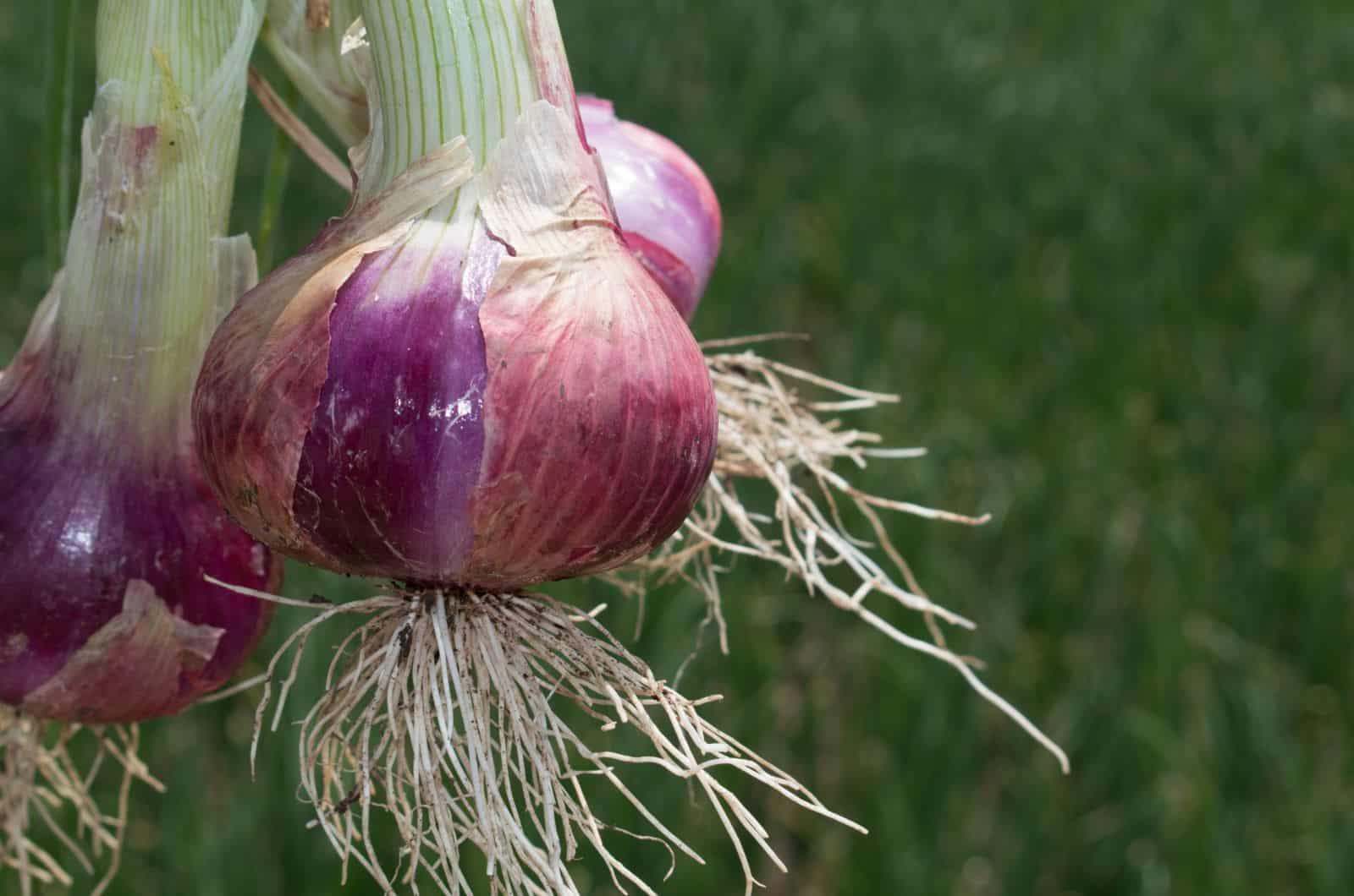 onion link